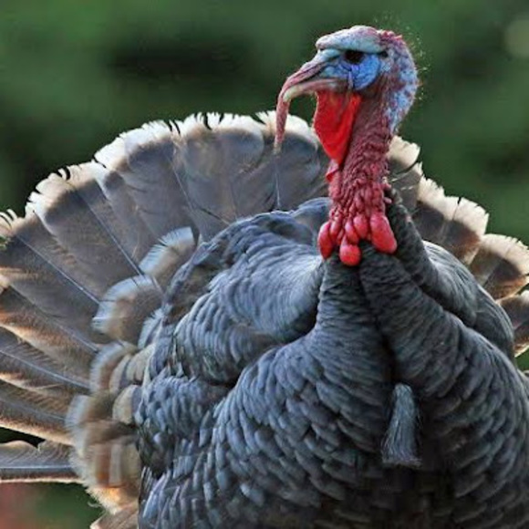 Meet your Posher, Turkey - Picture 1 of 1